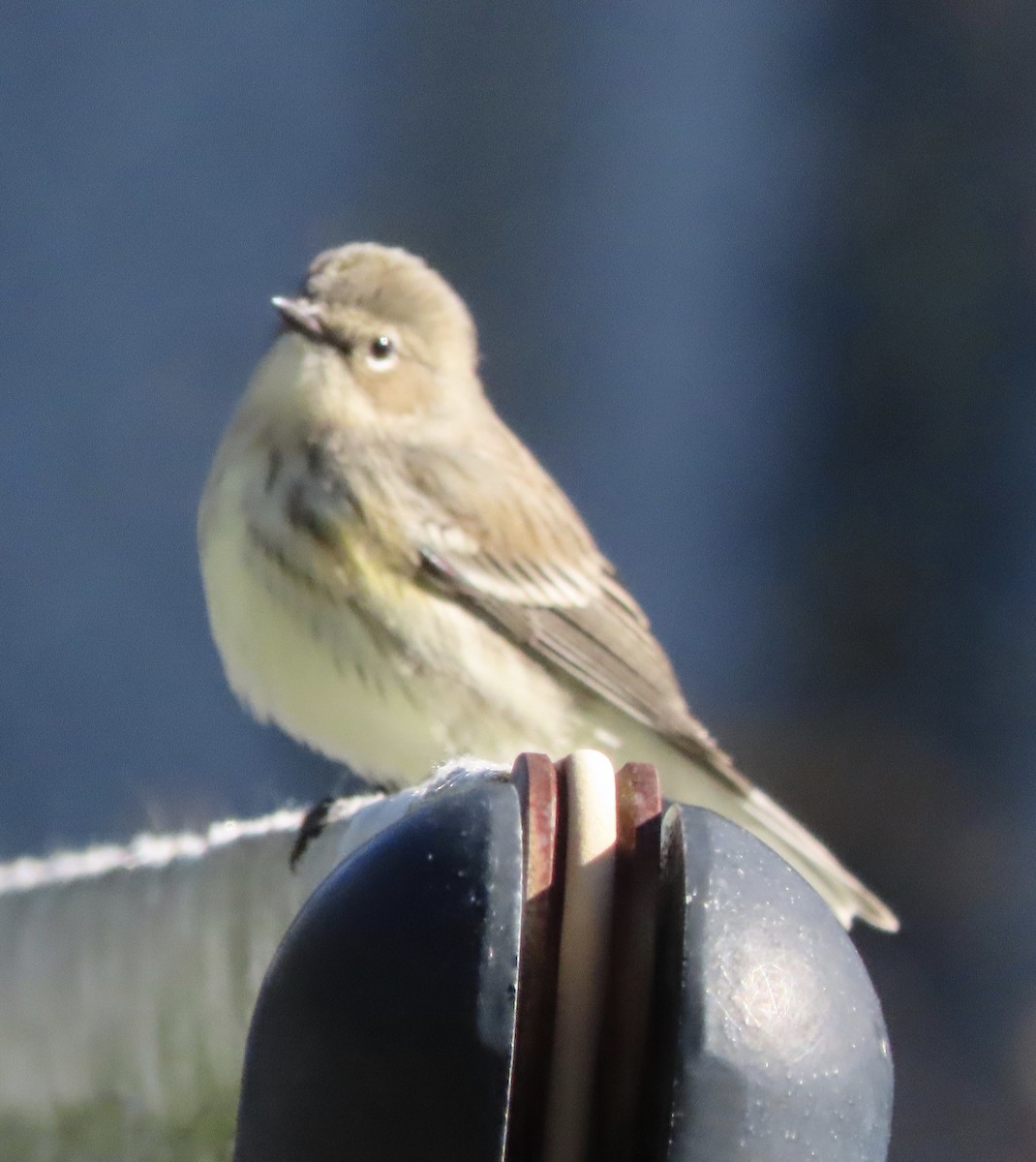 Yellow-rumped Warbler (Myrtle) - ML648950485