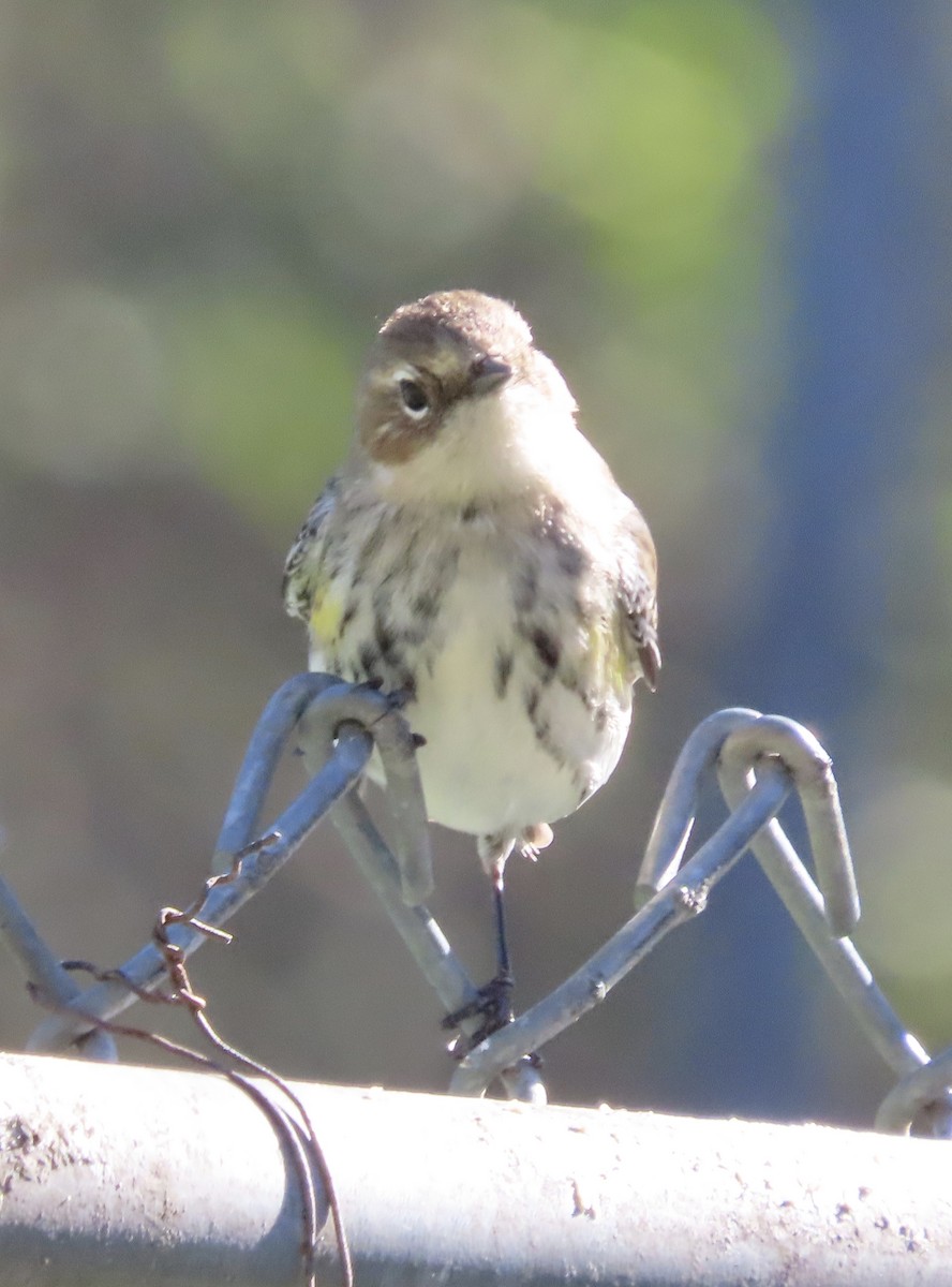 Yellow-rumped Warbler (Myrtle) - ML648950486