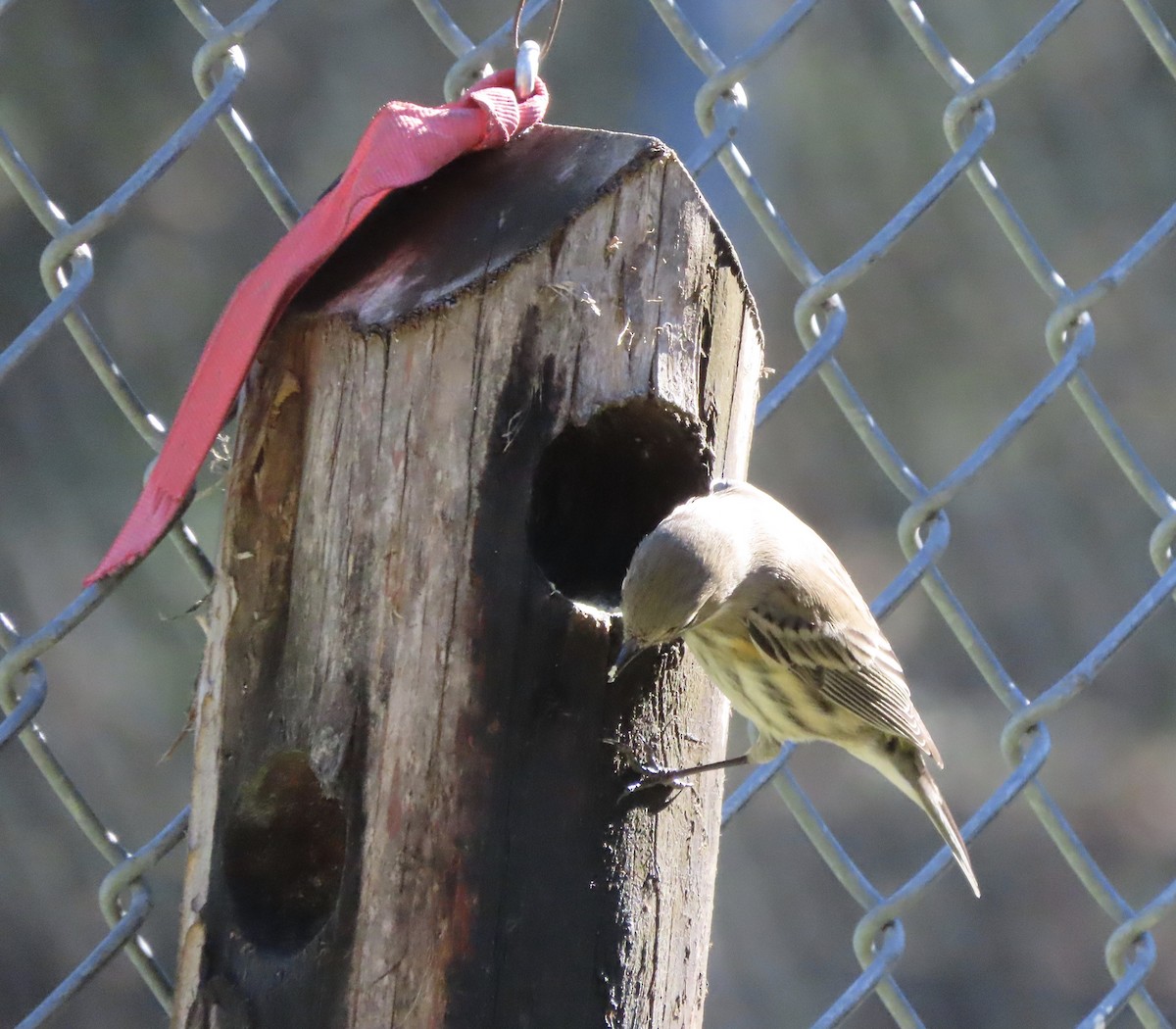 Yellow-rumped Warbler (Myrtle) - ML648950487