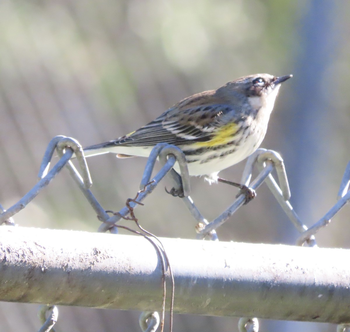 Yellow-rumped Warbler (Myrtle) - ML648950488
