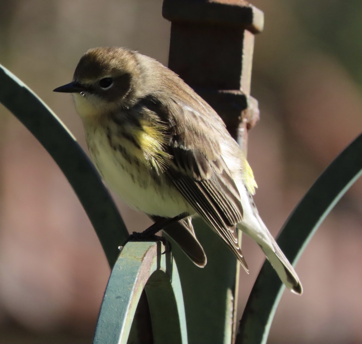 Yellow-rumped Warbler (Myrtle) - ML648950489