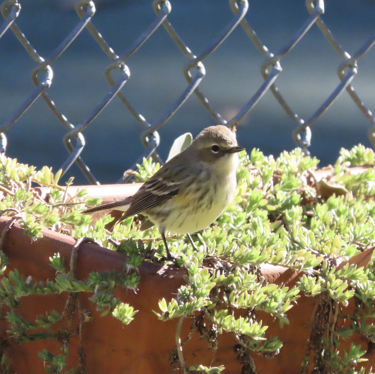 Yellow-rumped Warbler (Myrtle) - ML648950490