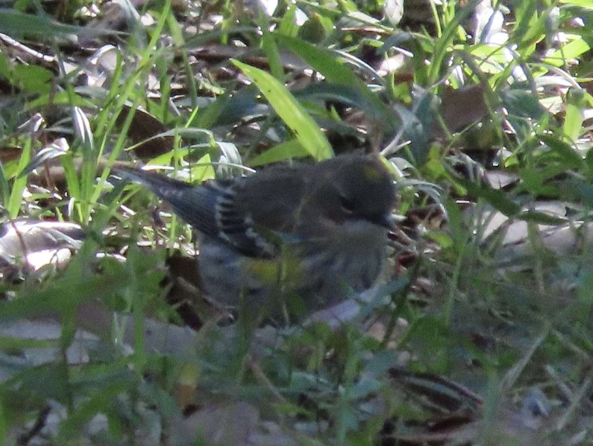 Yellow-rumped Warbler (Myrtle) - ML648950491