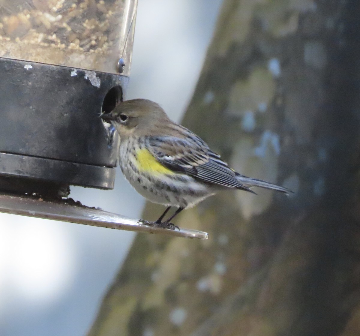 Yellow-rumped Warbler (Myrtle) - ML648950492