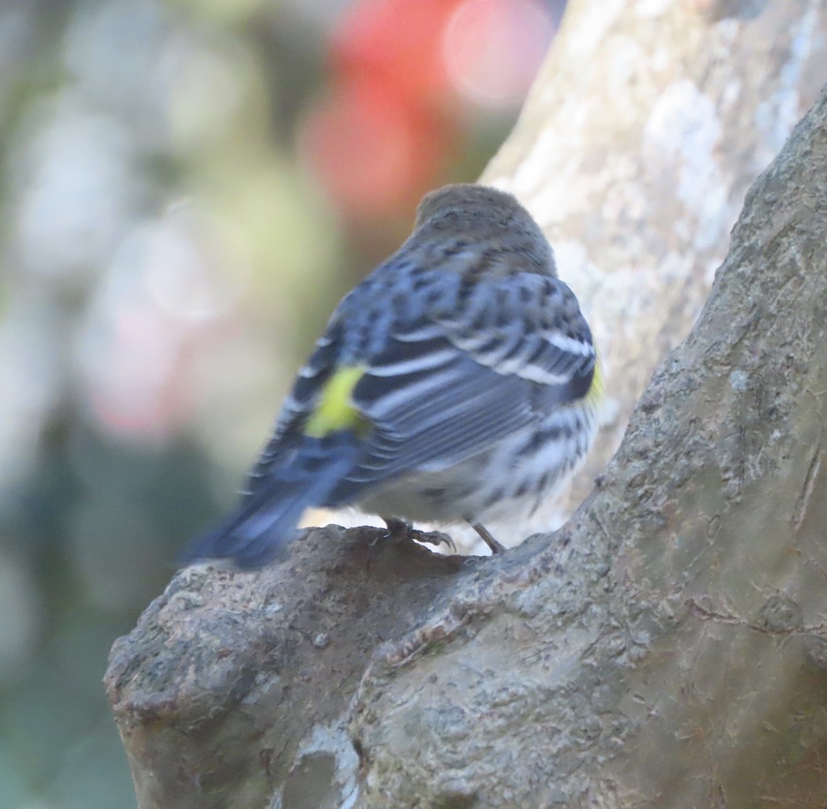 Yellow-rumped Warbler (Myrtle) - ML648950493