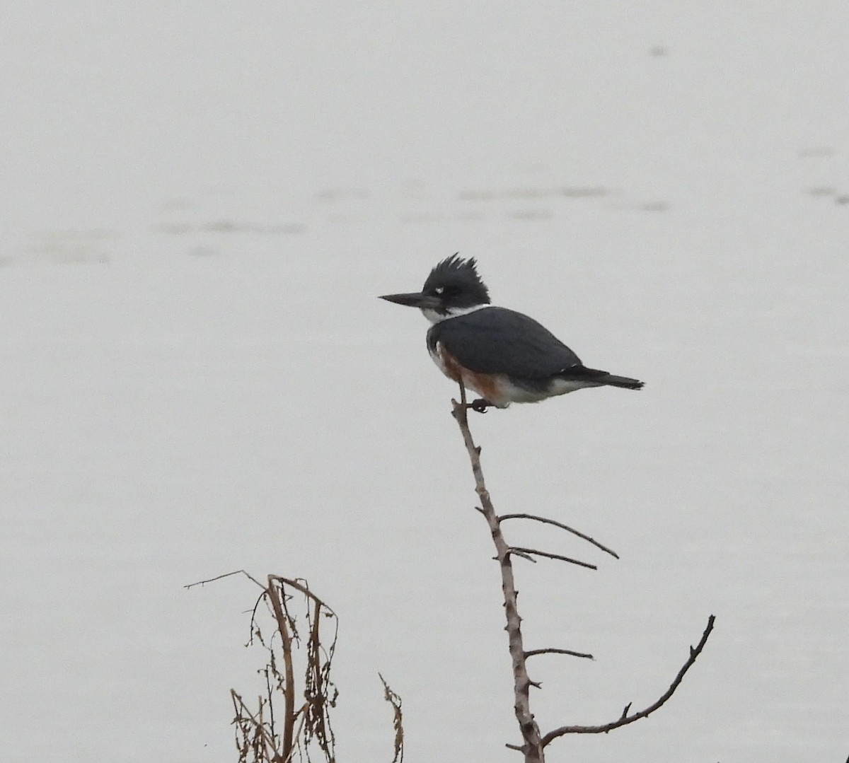 Belted Kingfisher - ML648950505