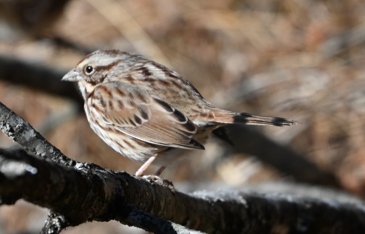 Song Sparrow - ML648950533