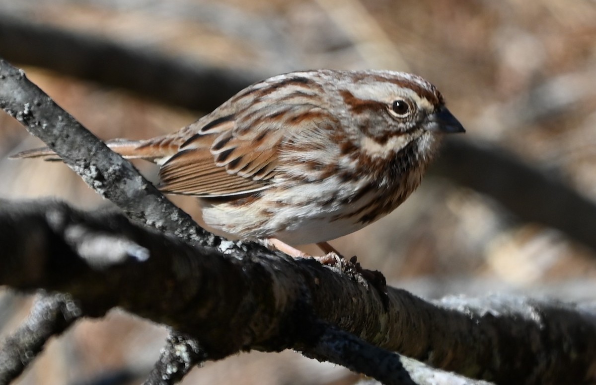 Song Sparrow - ML648950539