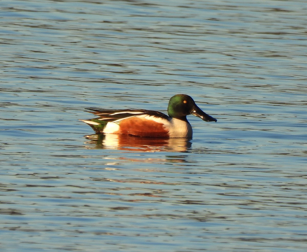 Northern Shoveler - ML648950542
