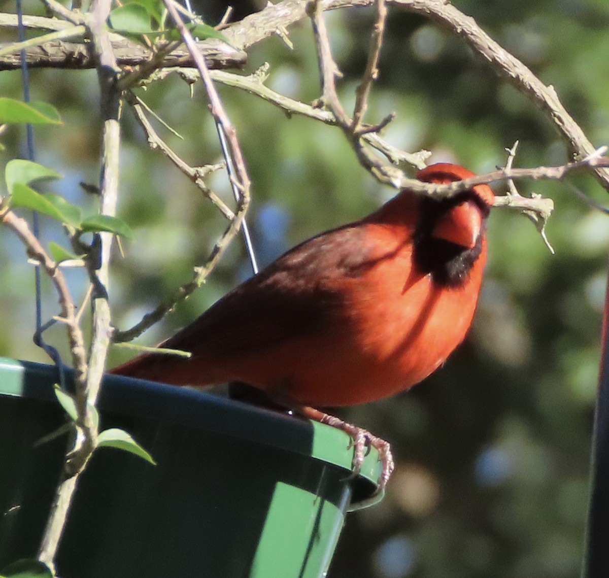 Northern Cardinal - ML648950567