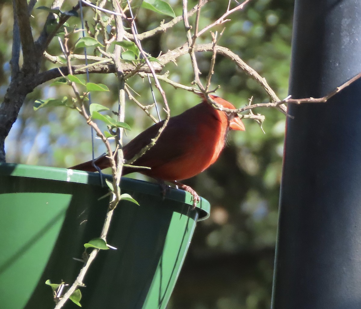 Northern Cardinal - ML648950569
