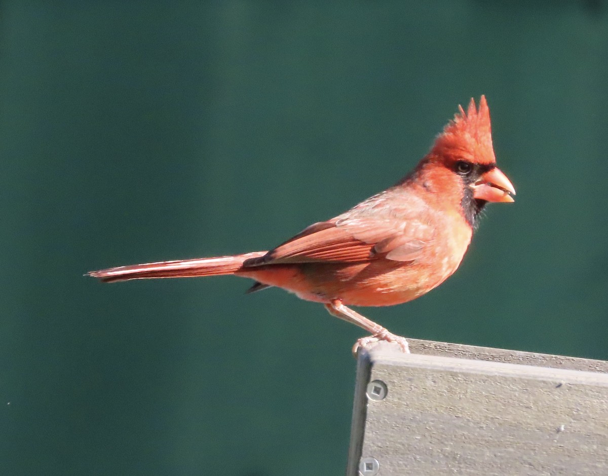 Northern Cardinal - ML648950570