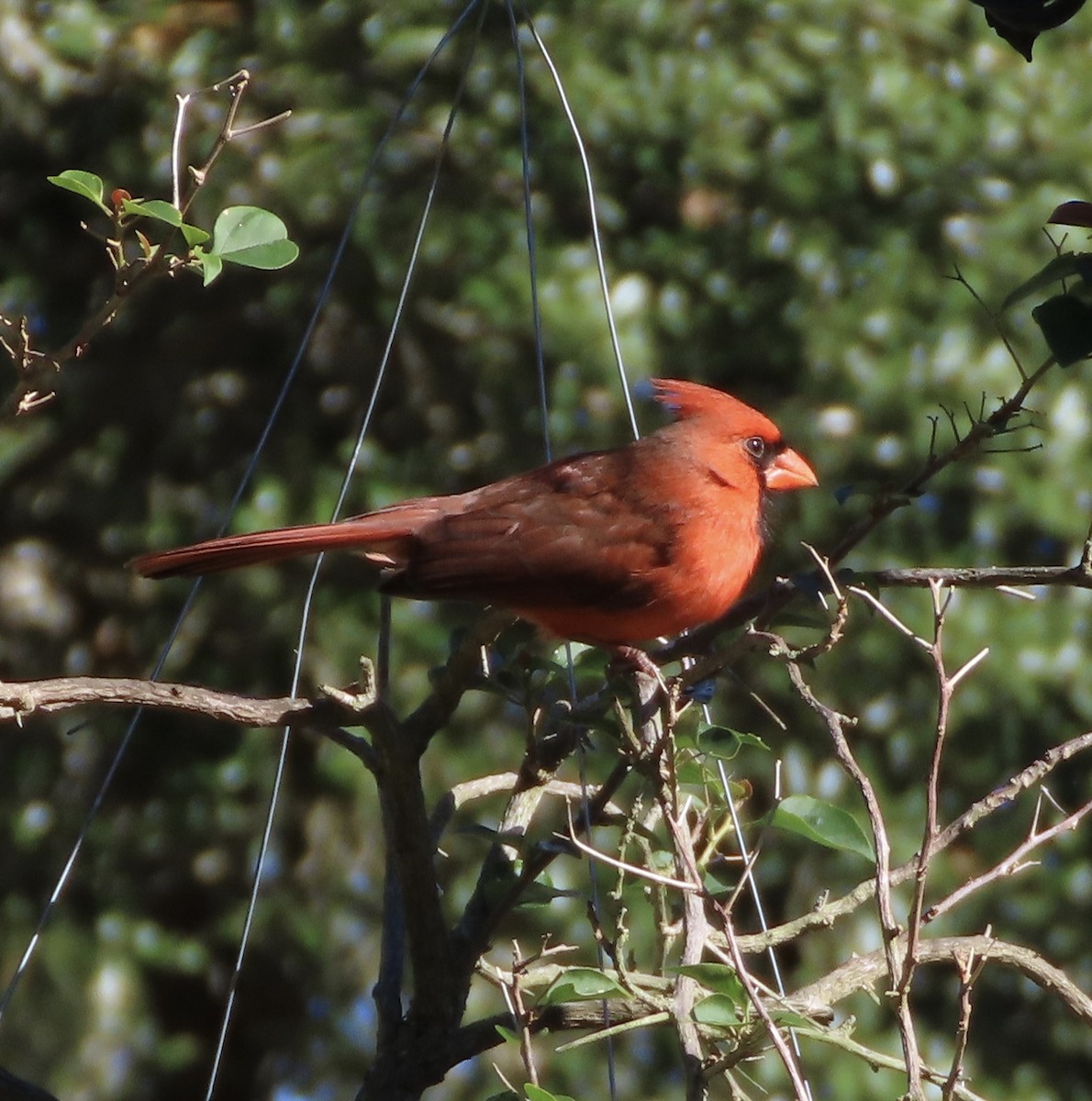 Northern Cardinal - ML648950571