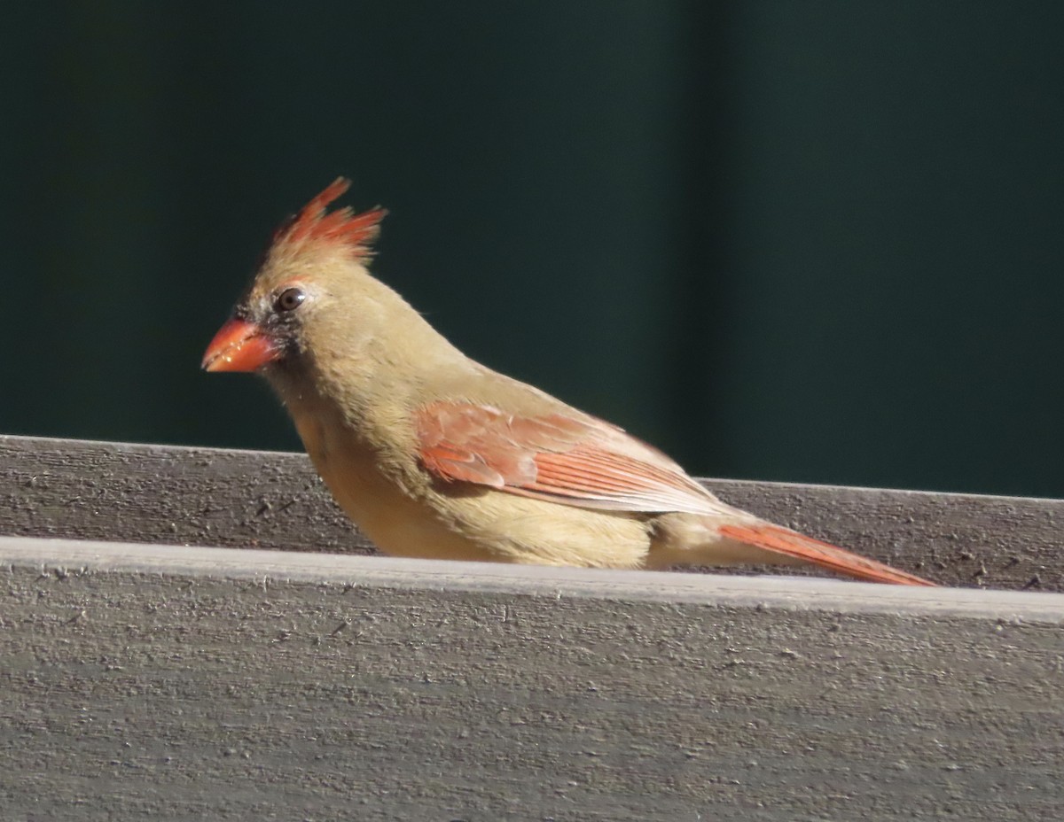 Northern Cardinal - ML648950572