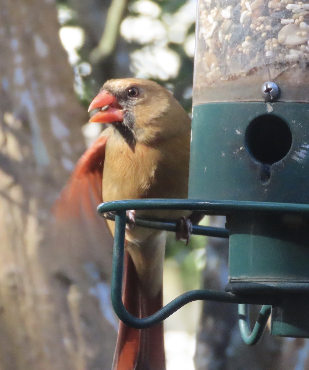 Northern Cardinal - ML648950573