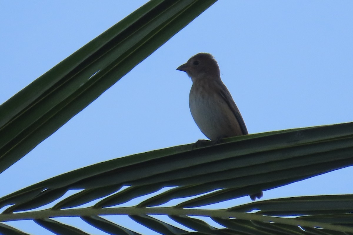 Indigo Bunting - ML648950589