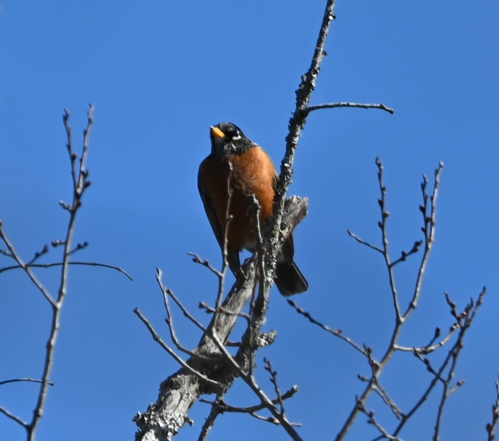 American Robin - ML648950729
