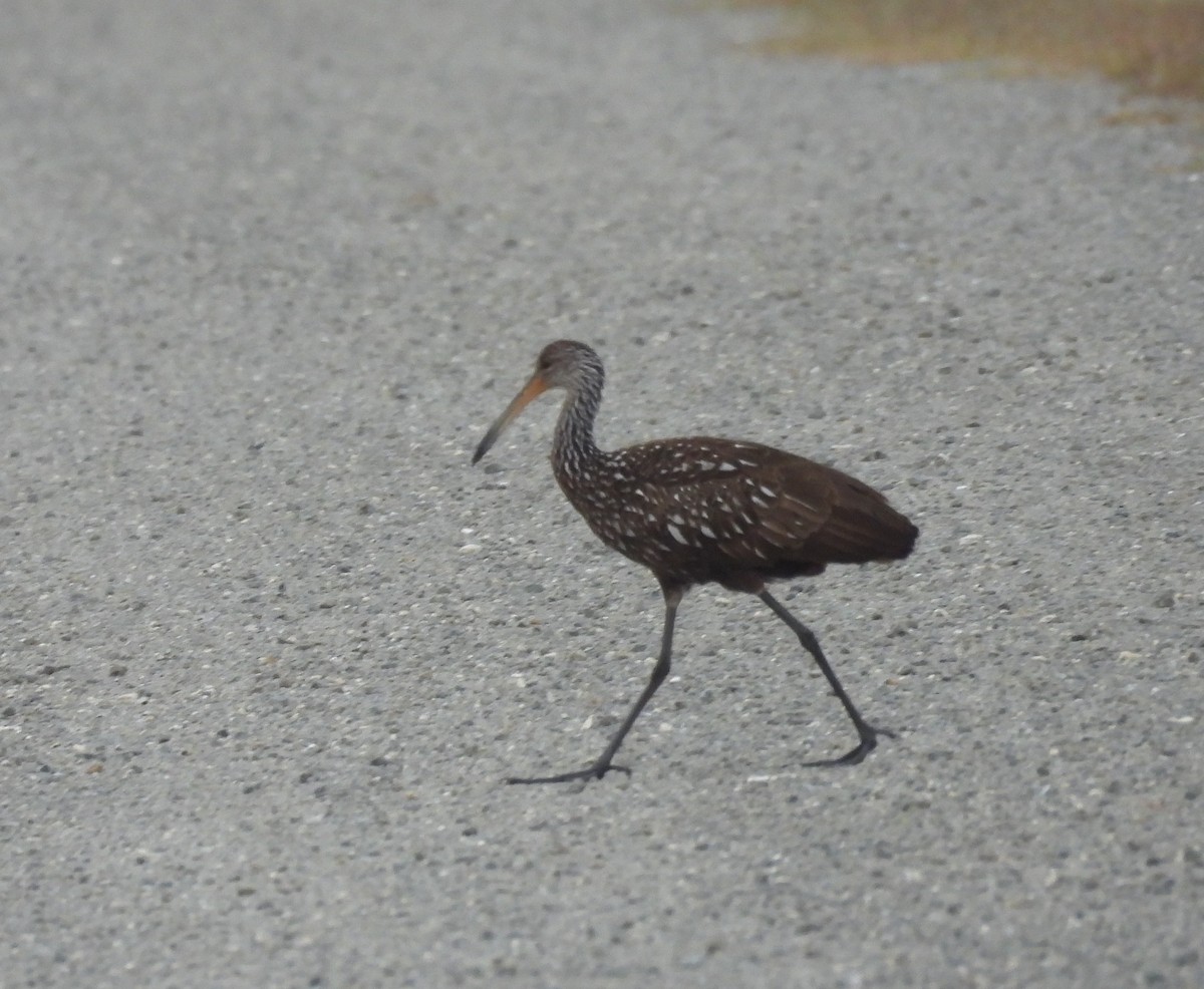 Limpkin - ML648951132