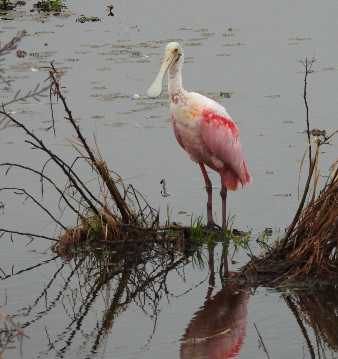 Roseate Spoonbill - ML648951188