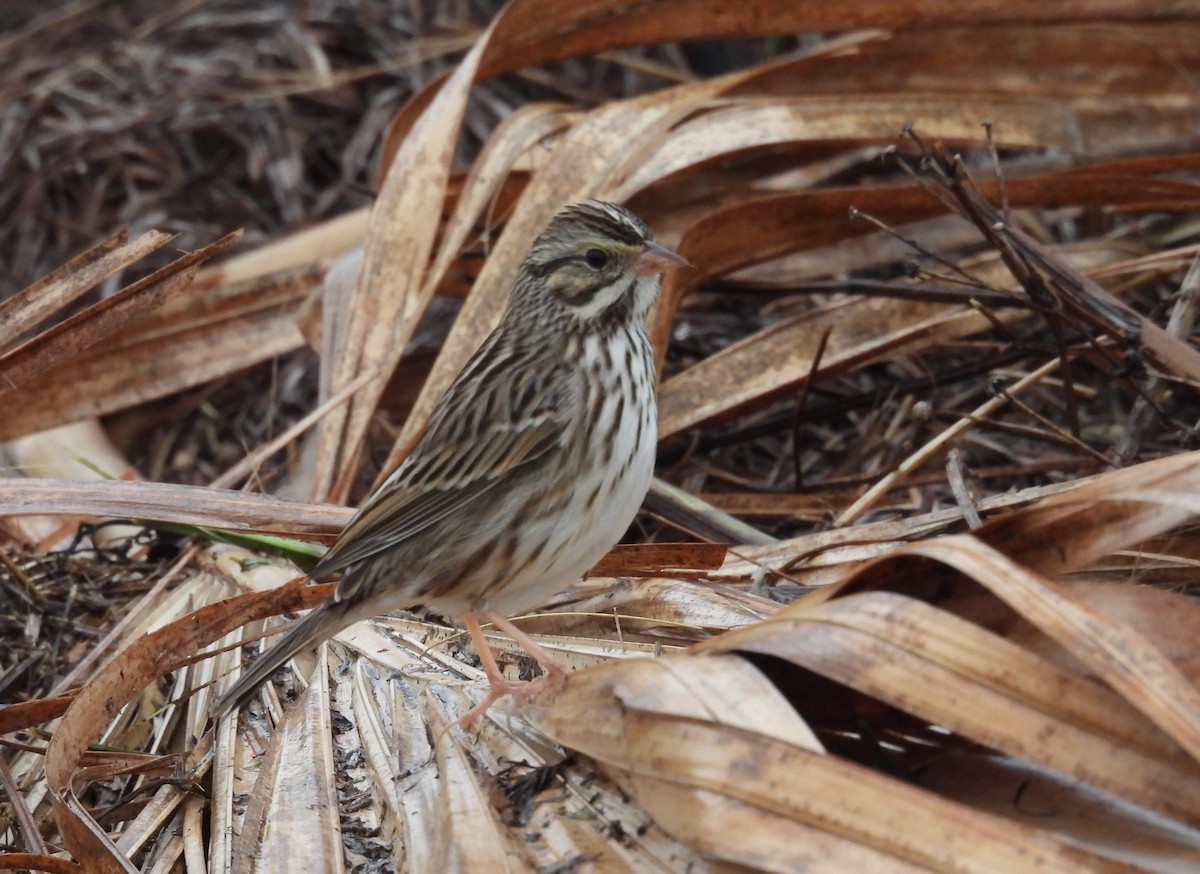 Savannah Sparrow - ML648951249