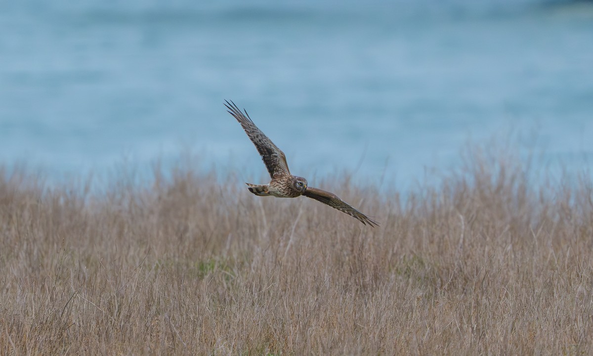 Hen Harrier - ML648951333