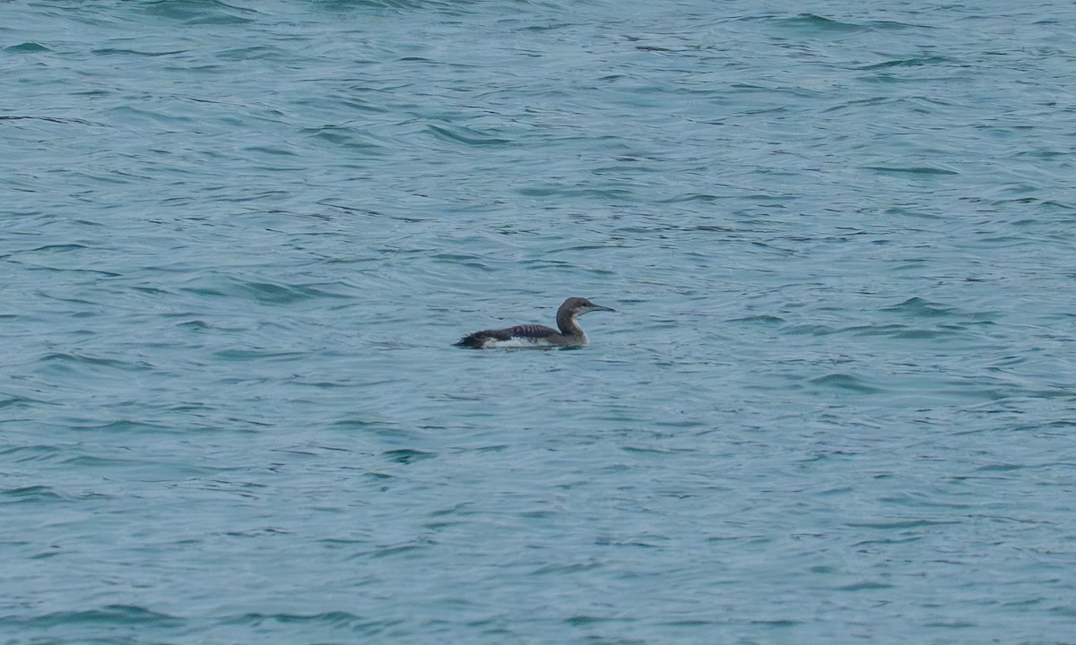 Arctic Loon - ML648951396