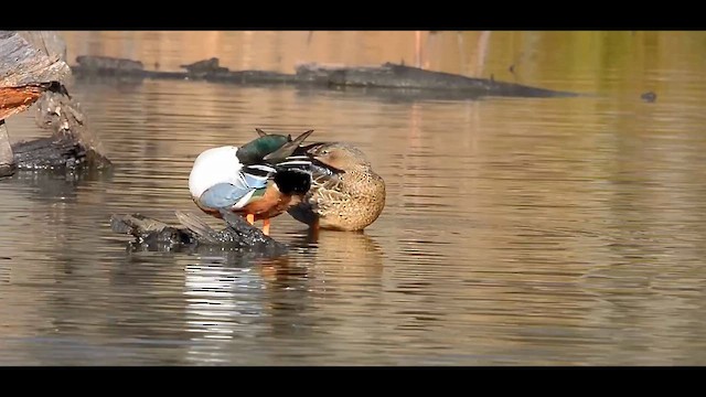 skjeand - ML648951446