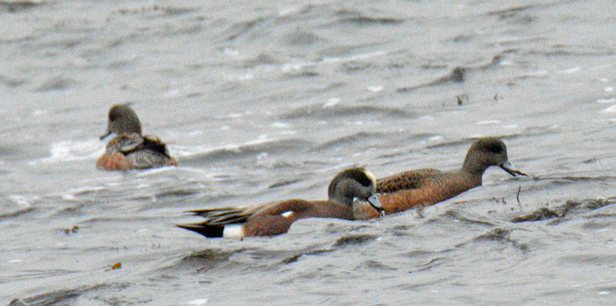 Kanadapfeifente - ML648951540