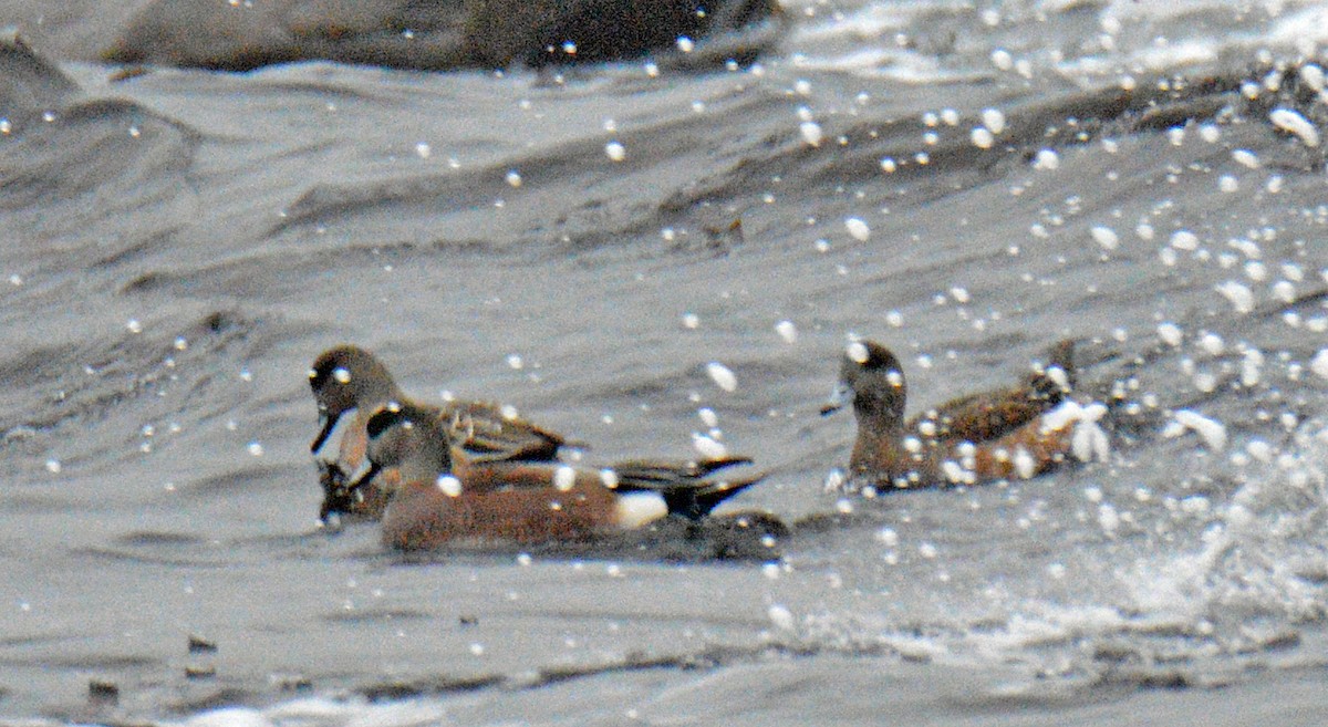 Kanadapfeifente - ML648951543