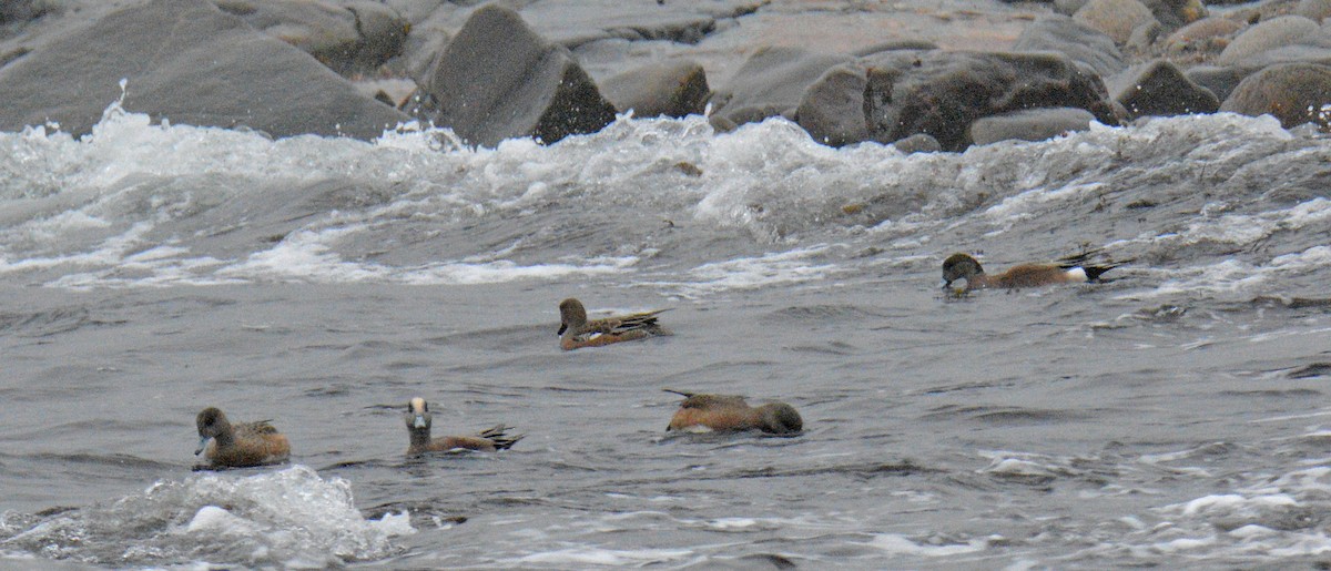 Kanadapfeifente - ML648951545