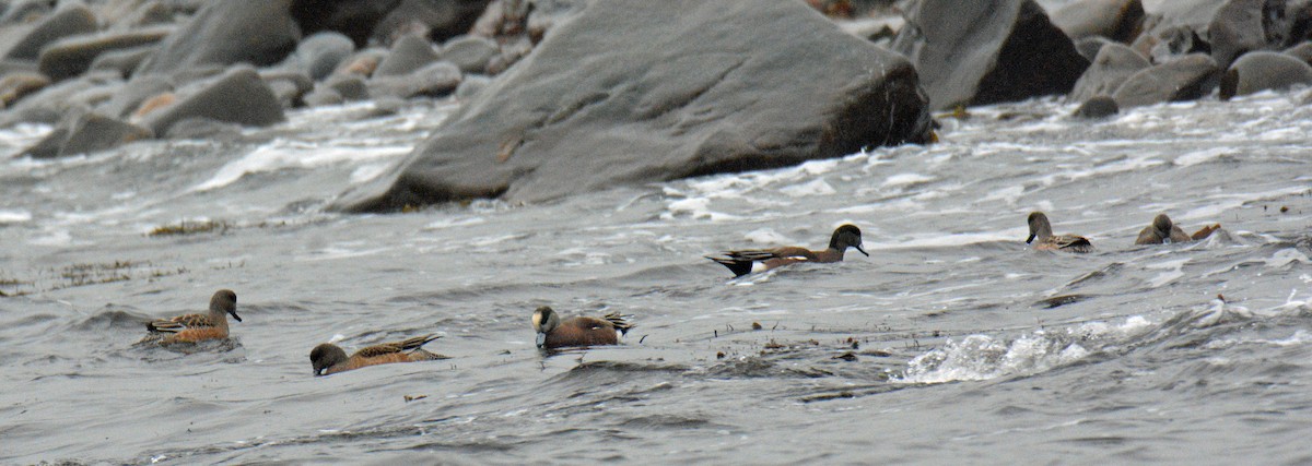 Kanadapfeifente - ML648951546