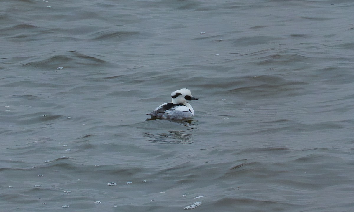 Smew - ML648951611
