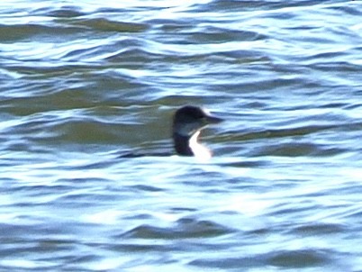 Red-necked Grebe - ML648951708