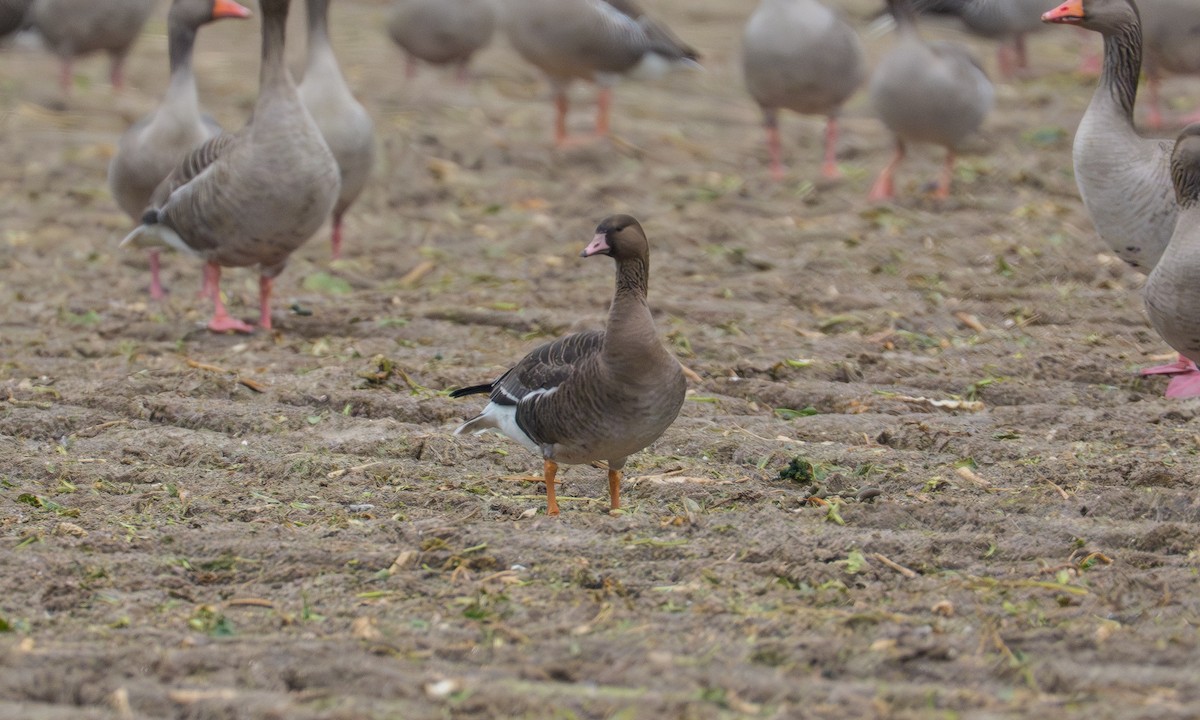 Tundra Bean-Goose - ML648951840
