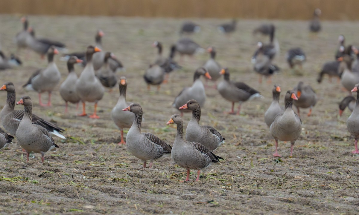 Graylag Goose - ML648951982
