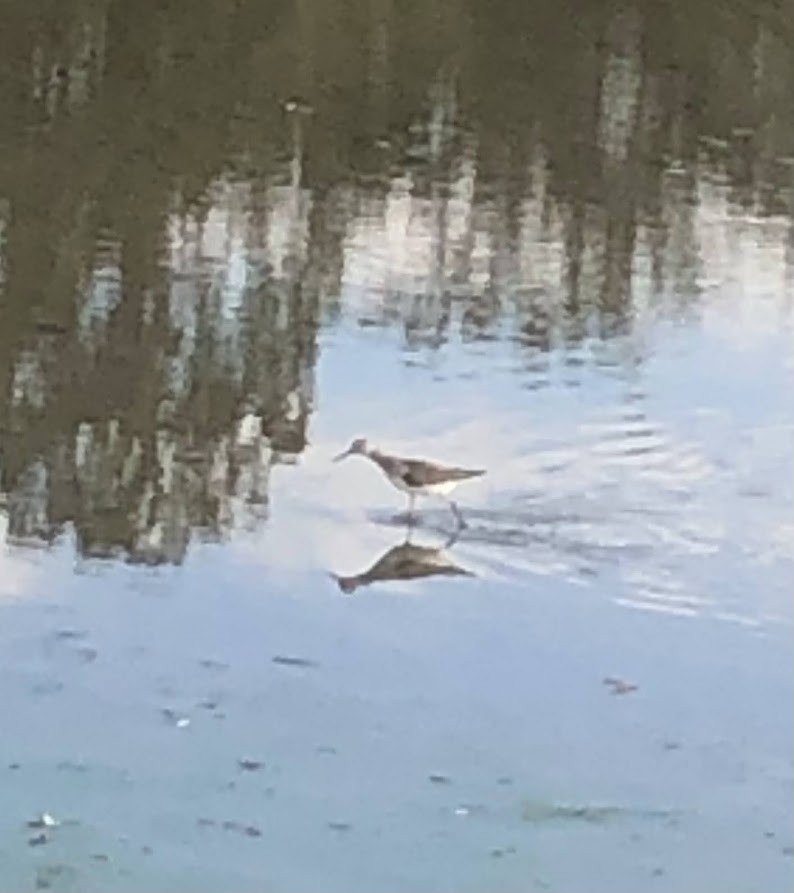 ביצנית בודדת - ML648952034