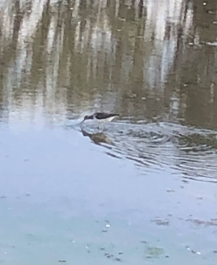 ביצנית בודדת - ML648952035