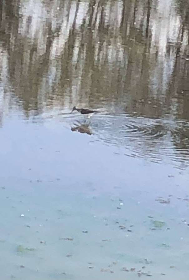 ביצנית בודדת - ML648952036