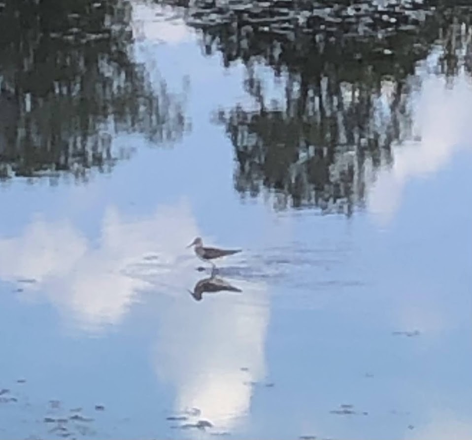 ביצנית בודדת - ML648952037