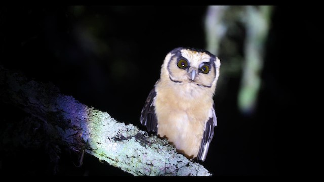 Sarışın Paçalı Baykuş - ML648952328