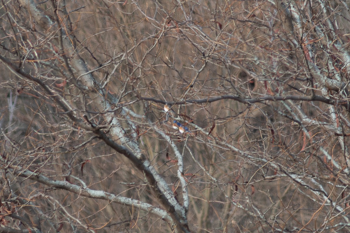 ルリツグミ - ML648952717