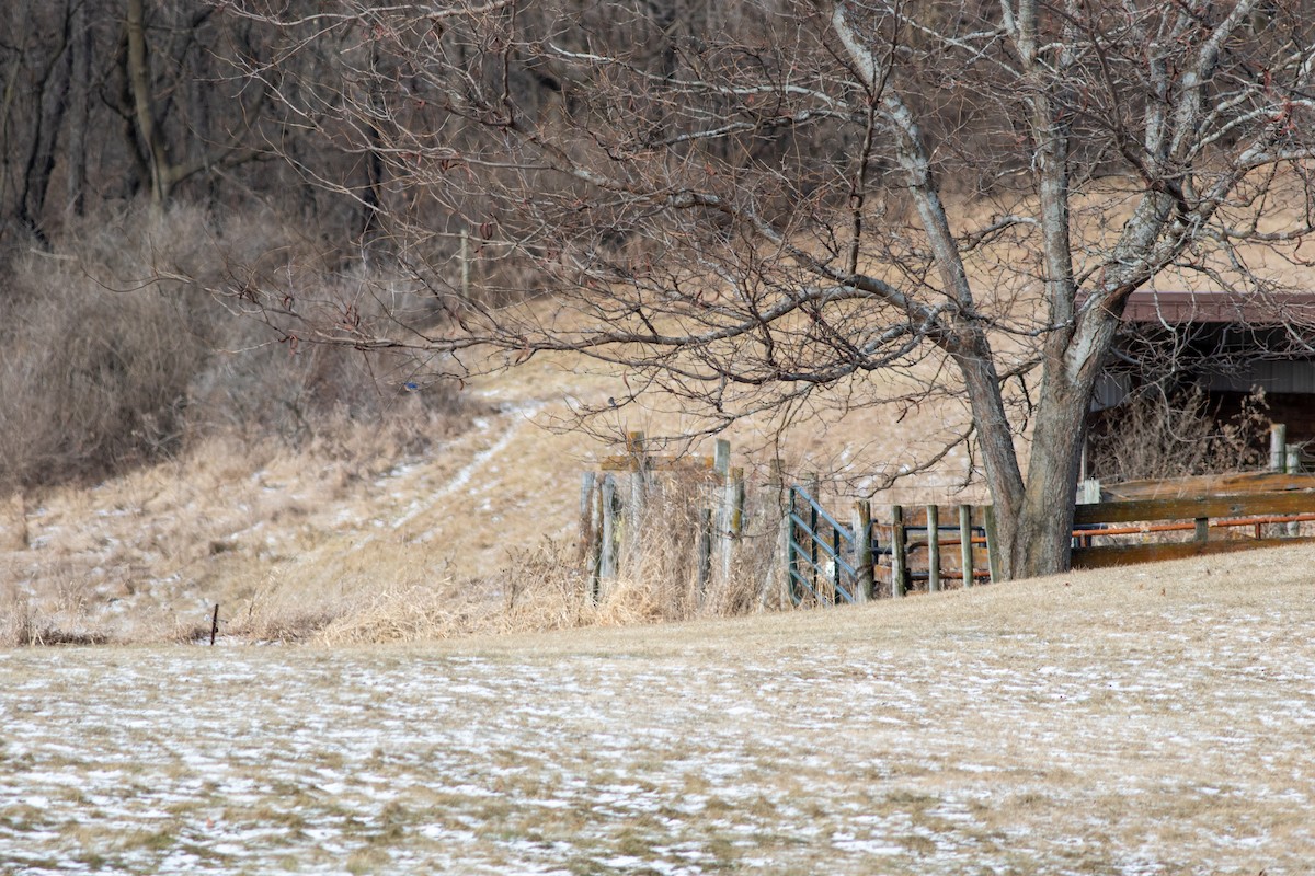 ルリツグミ - ML648952718