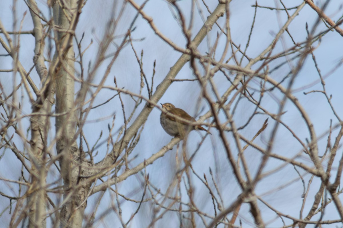 チャイロコツグミ - ML648952728