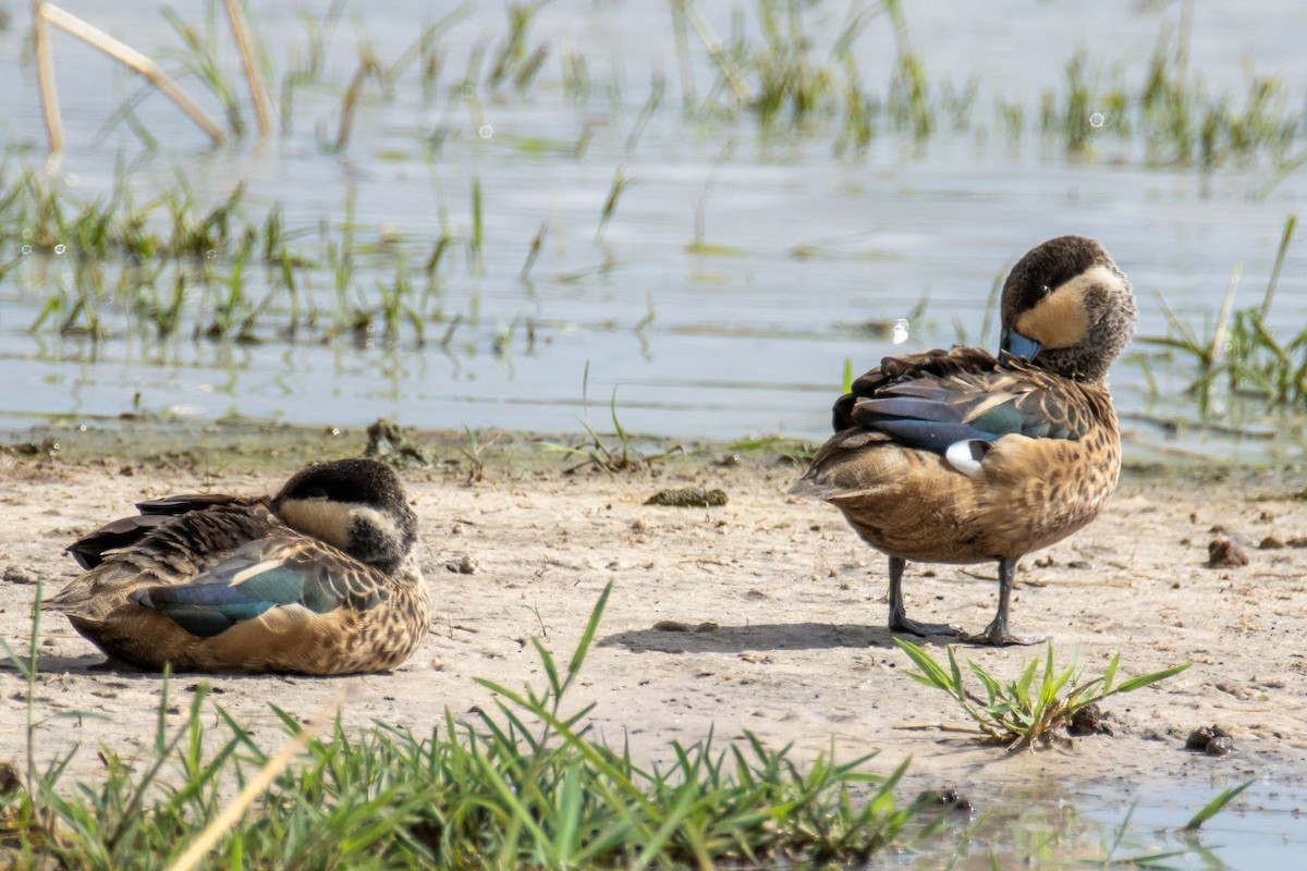 Sarcelle à bec bleu - ML648953022