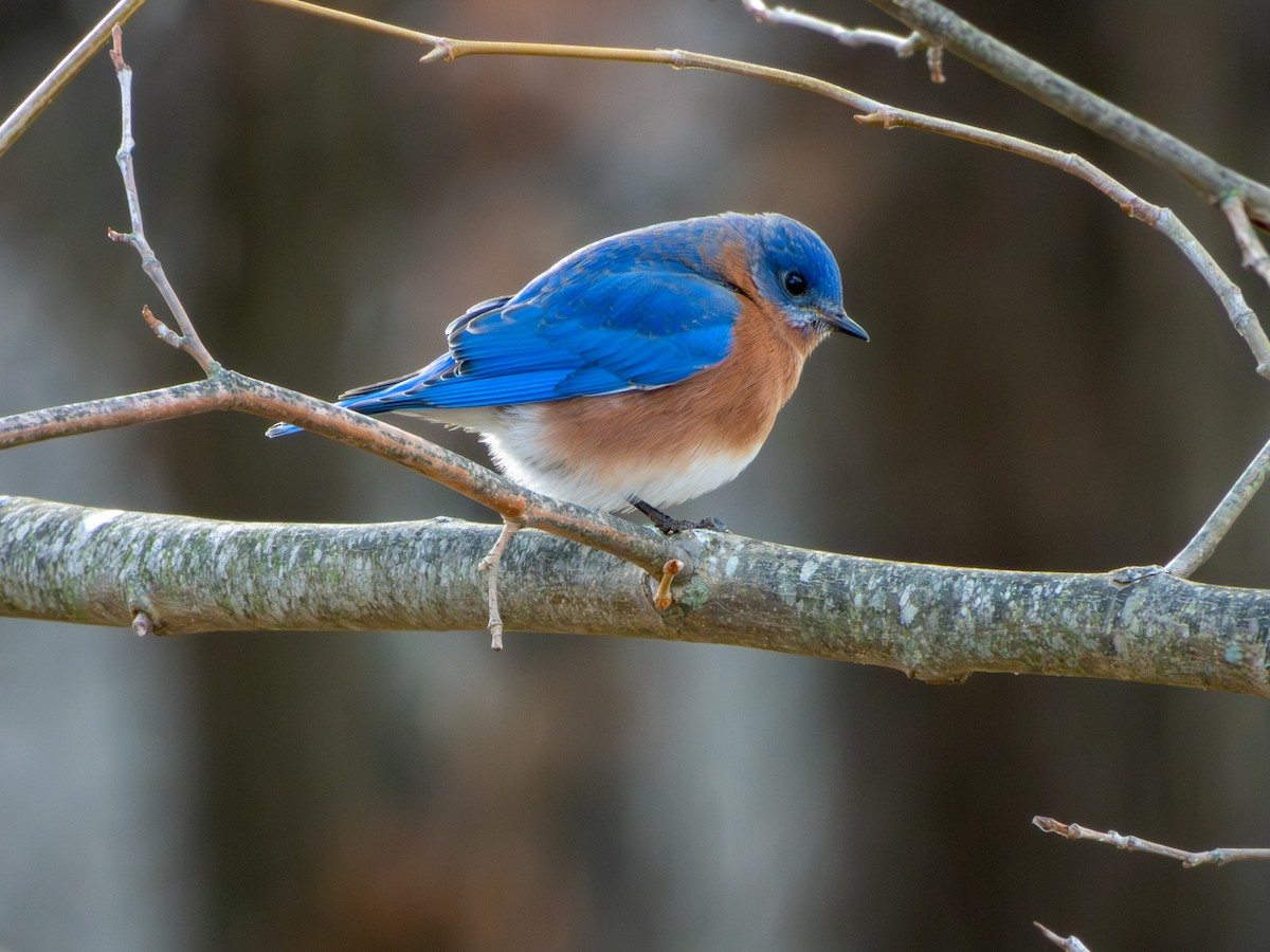 Eastern Bluebird - ML648953086