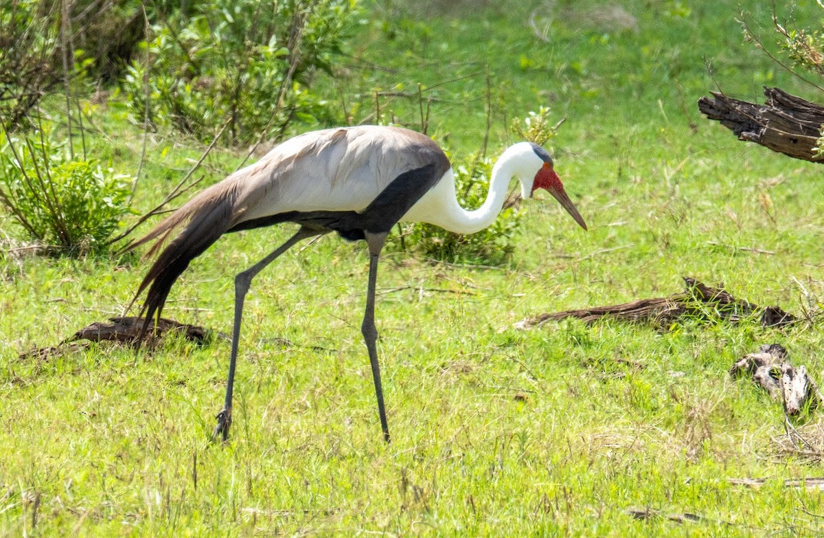 İbikli Turna - ML648953155