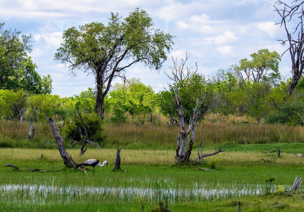 İbikli Turna - ML648953156