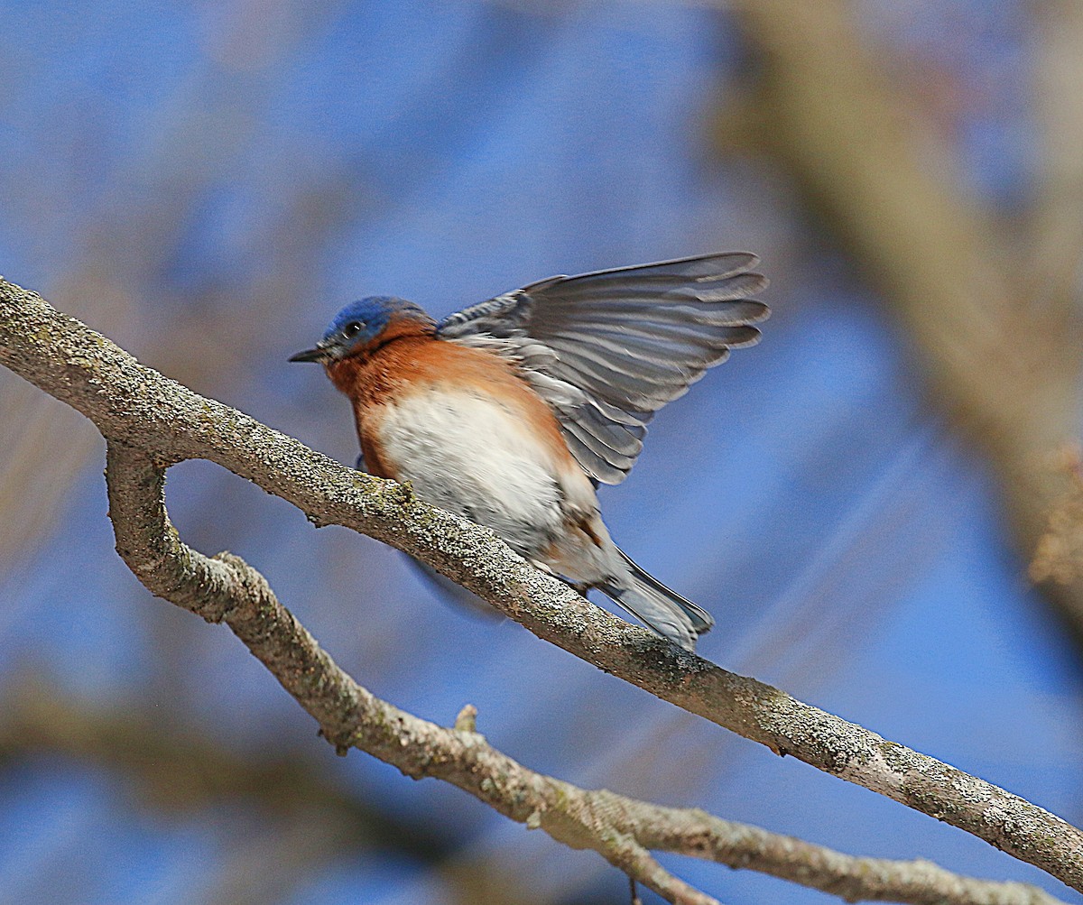 Eastern Bluebird - ML648953299