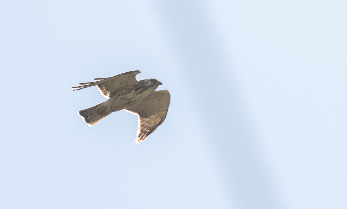 Busardo Aliancho - ML648953300