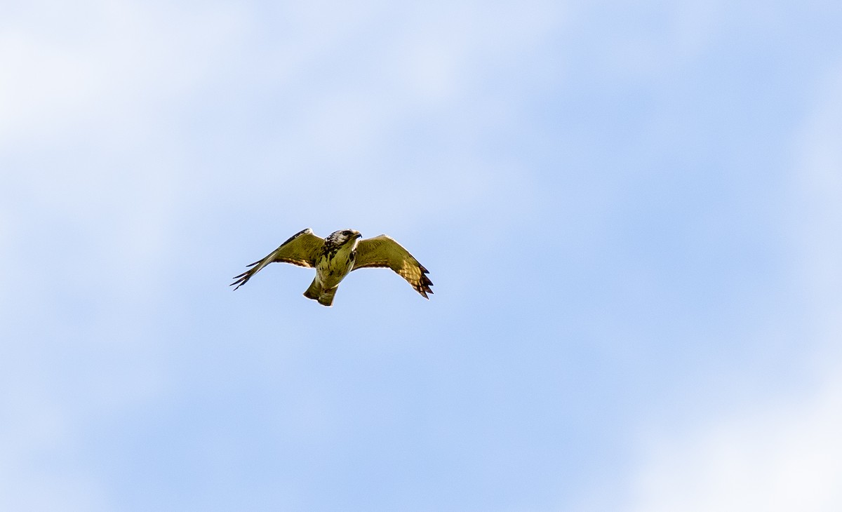 Busardo Aliancho - ML648953302